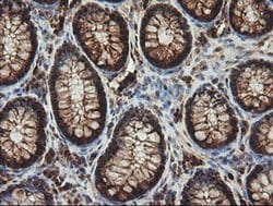 CCT8L2 Monoclonal Antibody (OTI4F4), TrueMAB , OriGene 30 &mu;L; Unconjugated:Antibodies,