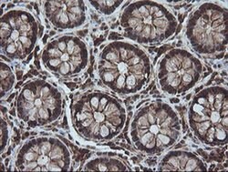 CCT8L2 Monoclonal Antibody (OTI4A4), TrueMAB , OriGene 30 &mu;L; Unconjugated:Antibodies,