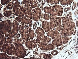 CCT8L2 Monoclonal Antibody (OTI4B10), TrueMAB , OriGene:Antibodies:Primary