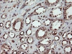 CCT8L2 Monoclonal Antibody (OTI4B10), TrueMAB , OriGene 100 &mu;L; Unconjugated:Antibodies,