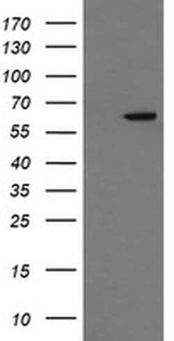 CCT8L2 Monoclonal Antibody (OTI1D12), TrueMAB , OriGene 30 &mu;L; Unconjugated:Antibodies,