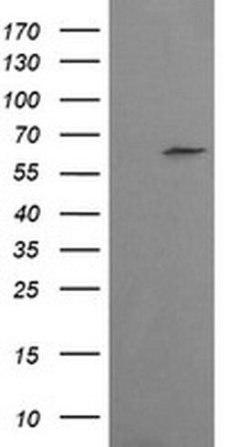 CCT8L2 Monoclonal Antibody (OTI4F4), TrueMAB , OriGene 30 &mu;L; Unconjugated:Antibodies,