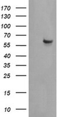 CCT8L2 Monoclonal Antibody (OTI1F7), TrueMAB , OriGene:Antibodies:Primary