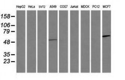 CCT8L2 Monoclonal Antibody (OTI4A4), TrueMAB , OriGene 30 &mu;L; Unconjugated:Antibodies,