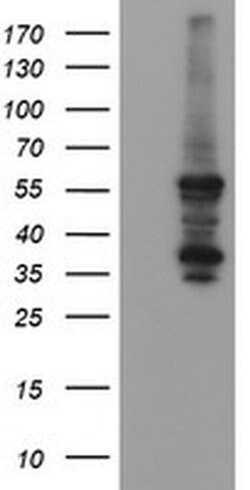 CCT8L2 Monoclonal Antibody (OTI4B10), TrueMAB , OriGene:Antibodies:Primary