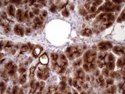 CD13 Mouse anti-Human, Clone: OTI2F10, lyophilized, TrueMAB 100 &mu;g;