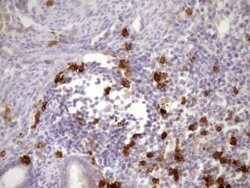 CD13 Mouse anti-Human, Clone: OTI2F10, lyophilized, TrueMAB 100 &mu;g;