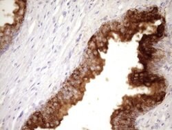 CD13 Mouse anti-Human, Clone: OTI2F10, lyophilized, TrueMAB 100 &mu;g;