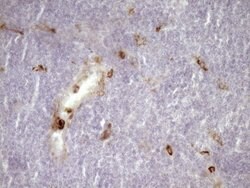 CD13 Mouse anti-Human, Clone: OTI2F10, lyophilized, TrueMAB 100 &mu;g;
