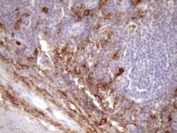 CD13 Mouse anti-Human, Clone: OTI2F10, lyophilized, TrueMAB 100 &mu;g;
