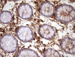 CD13 Mouse anti-Human, Clone: OTI2F10, lyophilized, TrueMAB 100 &mu;g;
