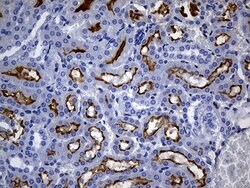 CD13 Mouse anti-Human, Clone: OTI2F10, lyophilized, TrueMAB 100 &mu;g;