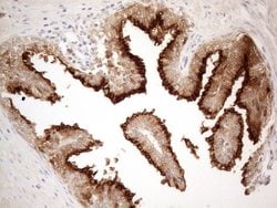 CD13 Monoclonal Antibody (OTI3F8), TrueMAB , OriGene 100 &mu;L; Unconjugated:Antibodies,