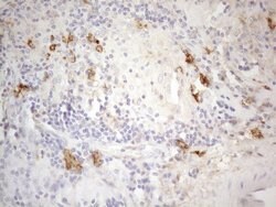 CD13 Monoclonal Antibody (OTI3F8), TrueMAB , OriGene 100 &mu;L; Unconjugated:Antibodies,