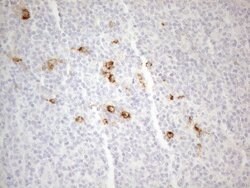 CD13 Monoclonal Antibody (OTI3F8), TrueMAB , OriGene 100 &mu;L; Unconjugated:Antibodies,