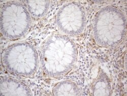 CD13 Monoclonal Antibody (OTI3F8), TrueMAB , OriGene 100 &mu;L; Unconjugated:Antibodies,