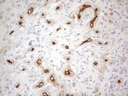 CD13 Monoclonal Antibody (OTI3F8), TrueMAB , OriGene 100 &mu;L; Unconjugated:Antibodies,