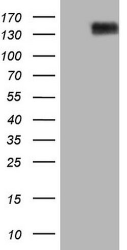 CD13 Mouse anti-Human, Clone: OTI2F10, lyophilized, TrueMAB 100 &mu;g;
