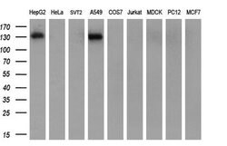 CD13 Mouse anti-Human, Clone: OTI2F10, lyophilized, TrueMAB 100 &mu;g;