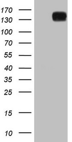 CD13 Monoclonal Antibody (OTI3F8), TrueMAB , OriGene 100 &mu;L; Unconjugated:Antibodies,