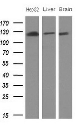 CD13 Monoclonal Antibody (OTI3F8), TrueMAB , OriGene 100 &mu;L; Unconjugated:Antibodies,