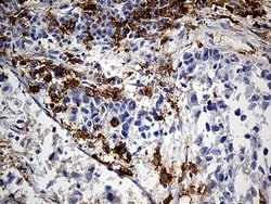 CD14 Monoclonal Antibody (OTI12C8), TrueMAB , OriGene:Antibodies:Primary