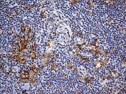 CD14 Monoclonal Antibody (OTI12C8), TrueMAB , OriGene 30 &mu;L; Unconjugated:Antibodies,