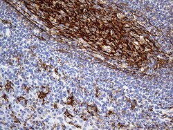 CD14 Monoclonal Antibody (OTI12C8), TrueMAB , OriGene 30 &mu;L; Unconjugated:Antibodies,