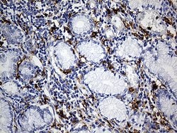 CD14 Monoclonal Antibody (OTI12C8), TrueMAB , OriGene 30 &mu;L; Unconjugated:Antibodies,