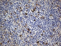 CD14 Monoclonal Antibody (OTI12C8), TrueMAB , OriGene 30 &mu;L; Unconjugated:Antibodies,