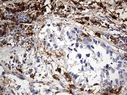 CD14 Monoclonal Antibody (OTI9C7), TrueMAB , OriGene 100 &mu;L; Unconjugated:Antibodies,
