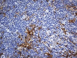 CD14 Monoclonal Antibody (OTI9C7), TrueMAB , OriGene 100 &mu;L; Unconjugated:Antibodies,