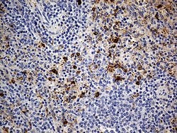 CD14 Monoclonal Antibody (OTI9C7), TrueMAB , OriGene 100 &mu;L; Unconjugated:Antibodies,