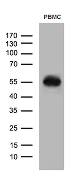 CD14 Monoclonal Antibody (OTI4H4), TrueMAB , OriGene 100 &mu;L; Unconjugated:Antibodies,