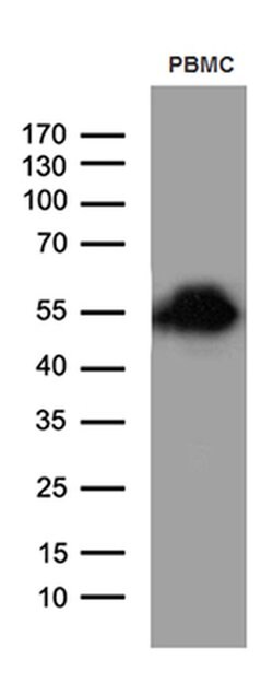 CD14 Monoclonal Antibody (OTI12C8), TrueMAB , OriGene 30 &mu;L; Unconjugated:Antibodies,