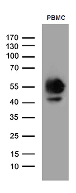 CD14 Mouse anti-Human, Clone: OTI3D6, lyophilized, TrueMAB 100 &mu;g; Unconjugated:Antibodies,