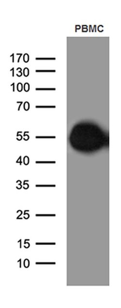 CD14 Monoclonal Antibody (OTI9C7), TrueMAB , OriGene 100 &mu;L; Unconjugated:Antibodies,