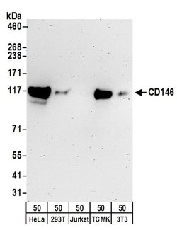 CD146 Rabbit anti-Human, Mouse, Polyclonal, Bethyl Laboratories 100 &mu;L;