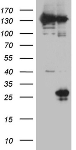 CD160 Mouse anti-Human, Clone: OTI3F8, lyophilized, TrueMAB 100 &mu;g;