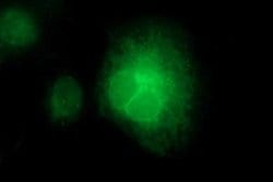 CD163 Mouse anti-Human, Clone: OTI2C7, lyophilized, TrueMAB 100 &mu;g;