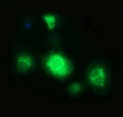 CD163 Mouse anti-Human, Clone: OTI3B4, liquid, TrueMAB 100 &mu;L; Unconjugated:Antibodies,