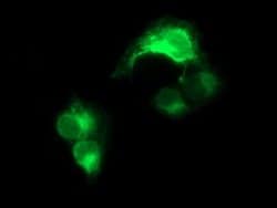 CD163 Monoclonal Antibody (OTI3C4), TrueMAB , OriGene 100 &mu;L; Unconjugated:Antibodies,