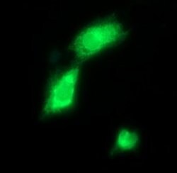 CD163 Mouse anti-Human, Clone: OTI2C1, lyophilized, TrueMAB 100 &mu;g;