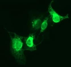 CD163 Mouse anti-Human, Clone: OTI3C1, lyophilized, TrueMAB 100 &mu;g;