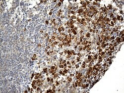 CD163 Mouse anti-Human, Clone: OTI3B4, liquid, TrueMAB 100 &mu;L; Unconjugated:Antibodies,