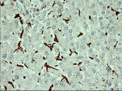 CD163 Mouse anti-Human, Clone: OTI3B4, liquid, TrueMAB 100 &mu;L; Unconjugated:Antibodies,