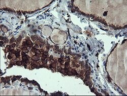 CD163 Monoclonal Antibody (OTI3C4), TrueMAB , OriGene:Antibodies:Primary