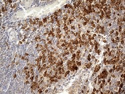 CD163 Monoclonal Antibody (OTI3C4), TrueMAB , OriGene 100 &mu;L; Unconjugated:Antibodies,