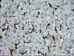 CD163 Mouse anti-Human, Clone: OTI1B4, liquid, TrueMAB 100 &mu;L; Unconjugated:Antibodies,