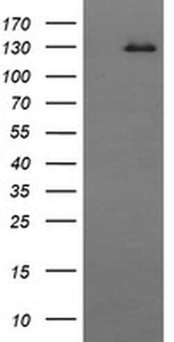 CD163 Mouse anti-Human, Clone: OTI3B4, liquid, TrueMAB 100 &mu;L; Unconjugated:Antibodies,